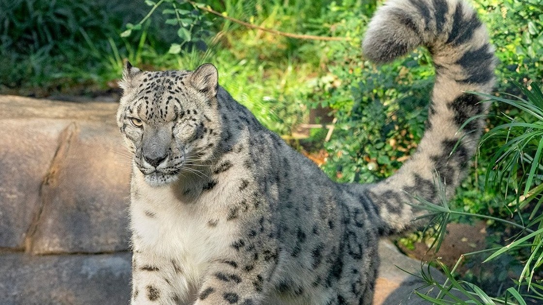 ABD’de bir kar leoparı Covid-19’a yakalandı