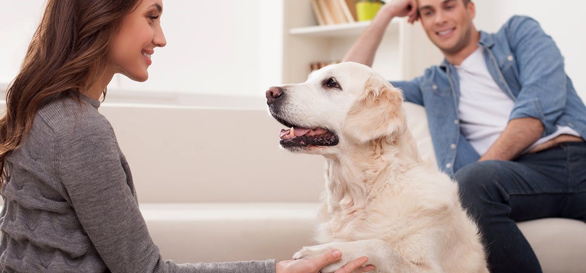 Araştırmaya göre köpekler yalan söylediğinizi anlayabilir