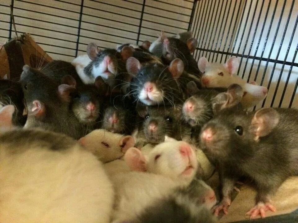 Yeni bir araştırmaya göre fareler arkadaş edinebiliyor