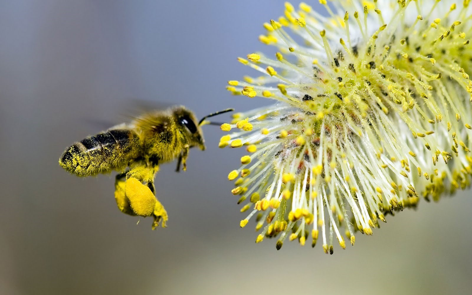 Tarım, tahmin ettiğimizden çok daha fazla arı öldürüyor