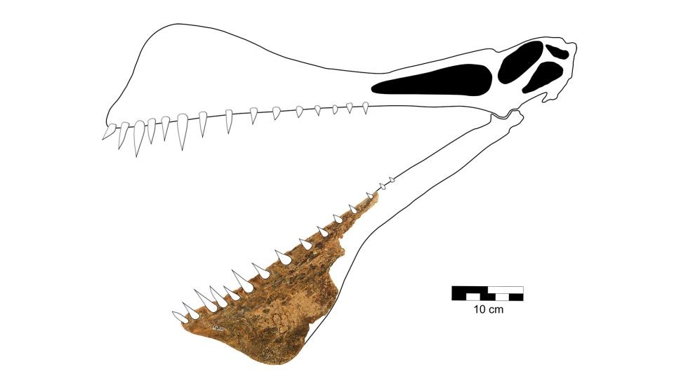 Bilim insanları “ejderha” benzeri bir dinozor fosili keşfetti