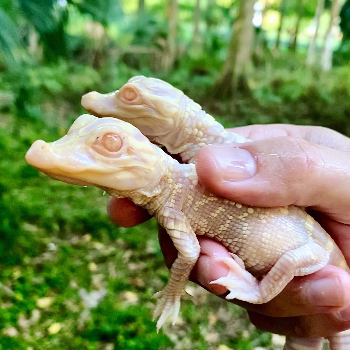 ABD'de nadir görülen albino timsahlar doğdu