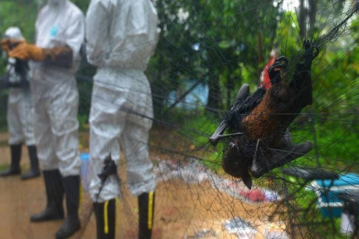 Nipah virüsünün kaynağı yarasalar