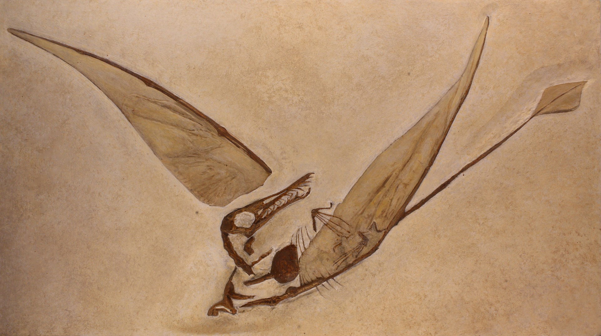 Rhamphorhynchine pterosaur tasviri