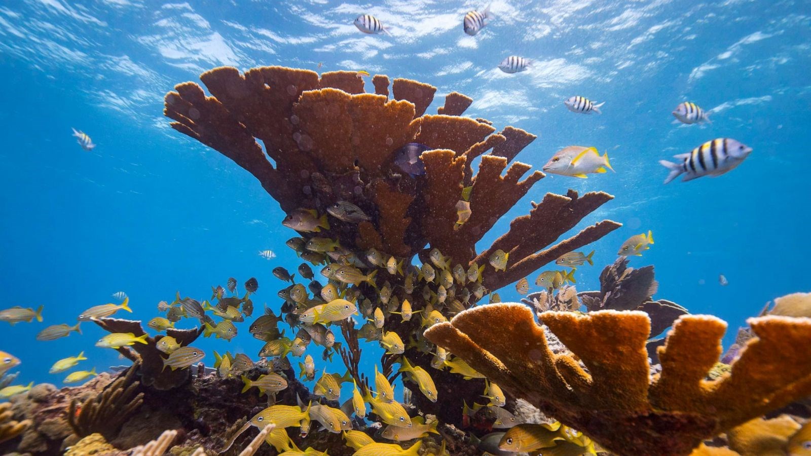 1950’lerden beri mercan resiflerinin yarısı yok oldu
