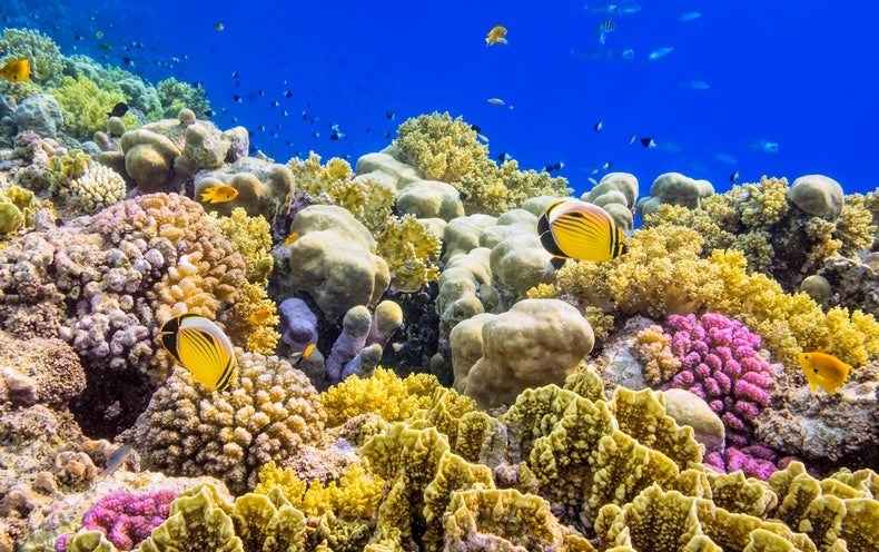 1950’lerden beri mercan resiflerinin yarısı yok oldu