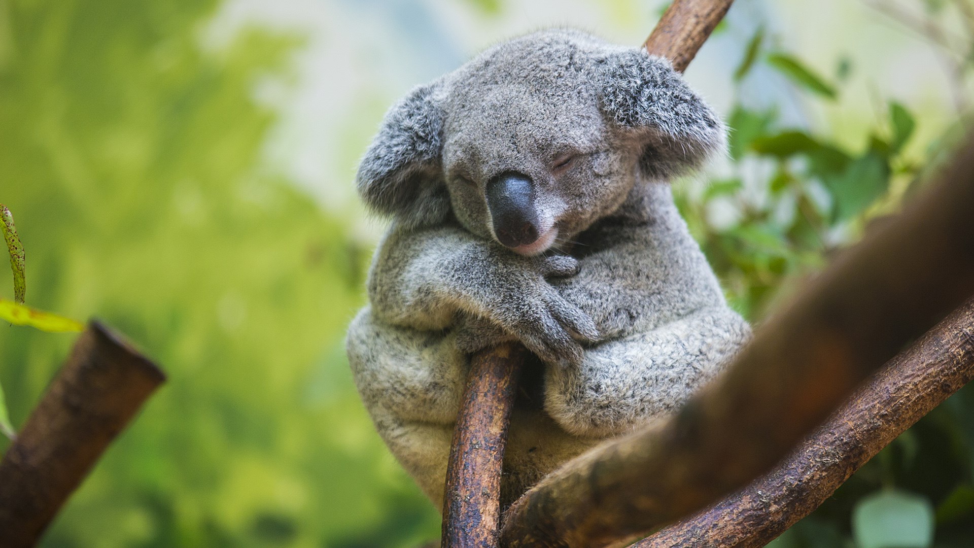 Koala