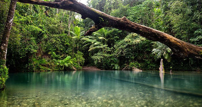 Daintree ormanı