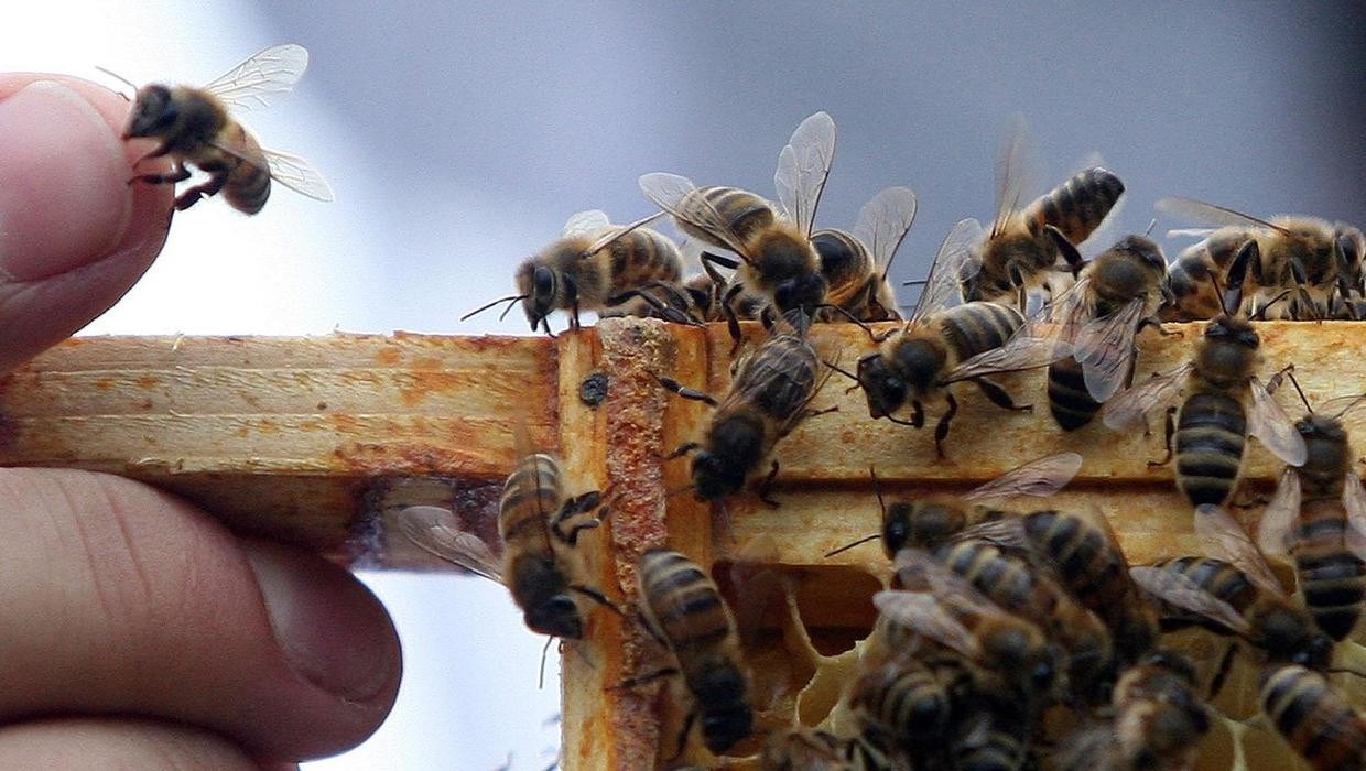 Yaşlı ve genç arılar arasında temas azaltılıyor