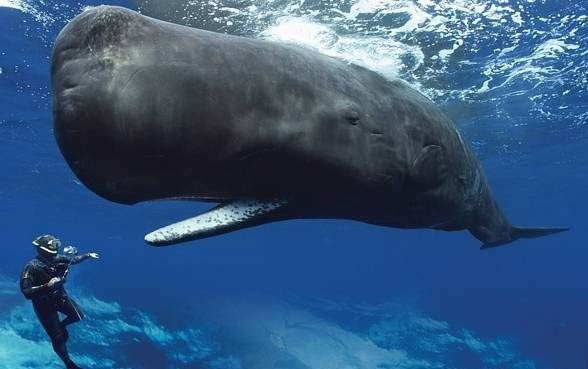 Balinalarla letişim kurmak için bir dil modeli geliştirilebilir