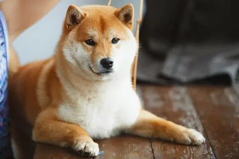 Dogecoin kurucusundan SHIB topluluğuna çağrı