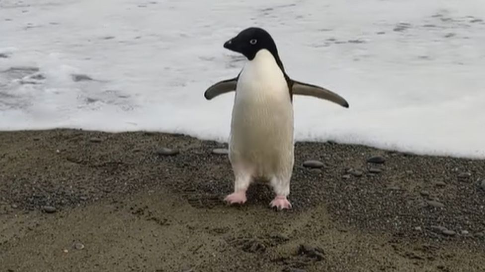 Yeni Zelanda'da bulunan Pingu