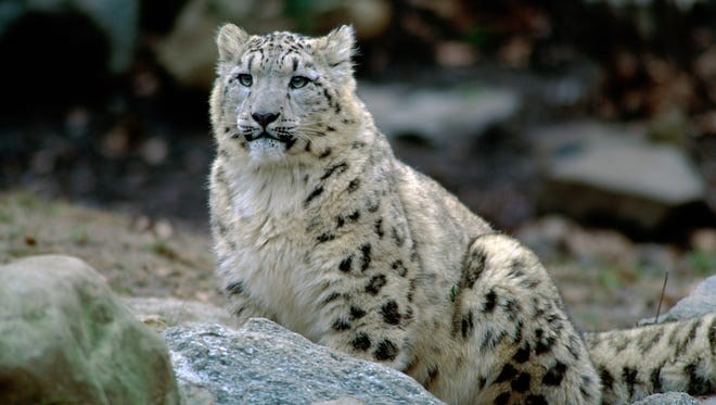 COVID-19: ABD’de üç kar leoparı hayatını kaybetti