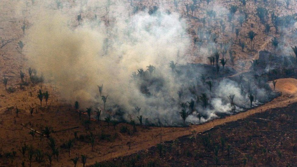 Ekim ayında da ormansızlaşma rekoru kırıldı