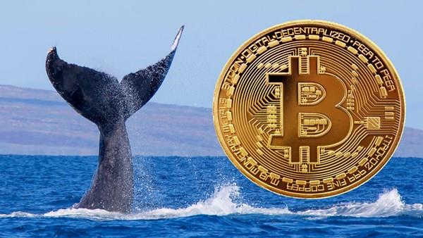 Bitcoin balinaları piyasadaki son düzeltme sırasında 2,26 milyar dolarlık BTC satın aldı