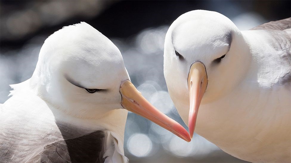 Albatroslar eşlerine en sadık hayvanlar olarak biliniyor