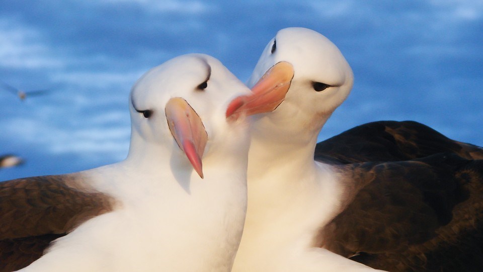 Son 15 yılda albatroslardaki boşanma oranları artış gösterdi