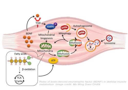 7,8-dihidroksiflavon obezite üzerinde etkili olabilir