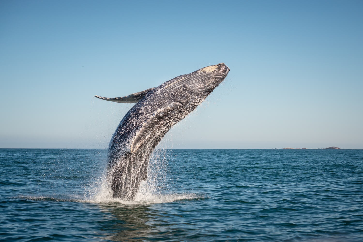 Ethereum balinaları SHIB tutmaya devam ediyor