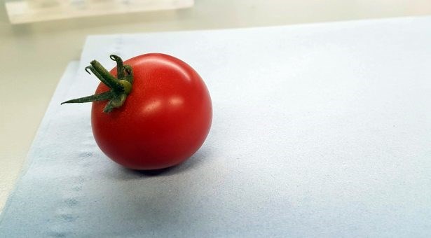Genetiği değiştirilmiş domates, daha fazla D vitamini içeriyor