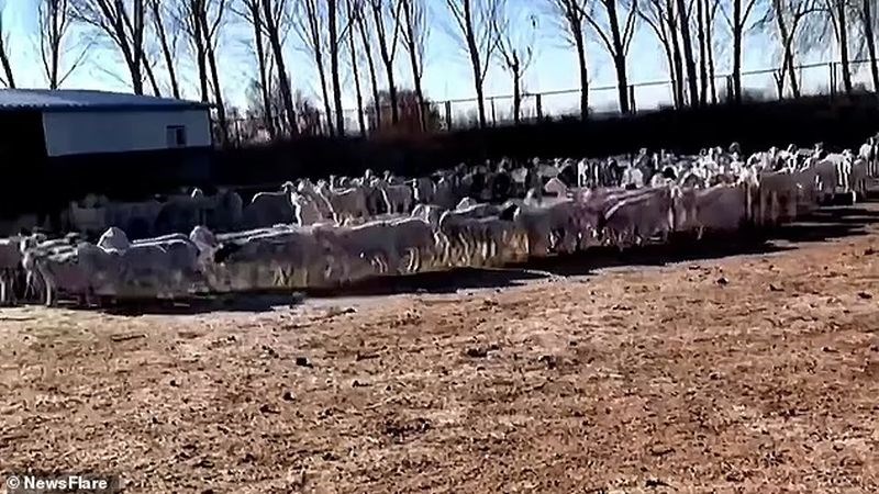 On gündür bu video tartışılıyor: Bu koyunlar neden dönüyor