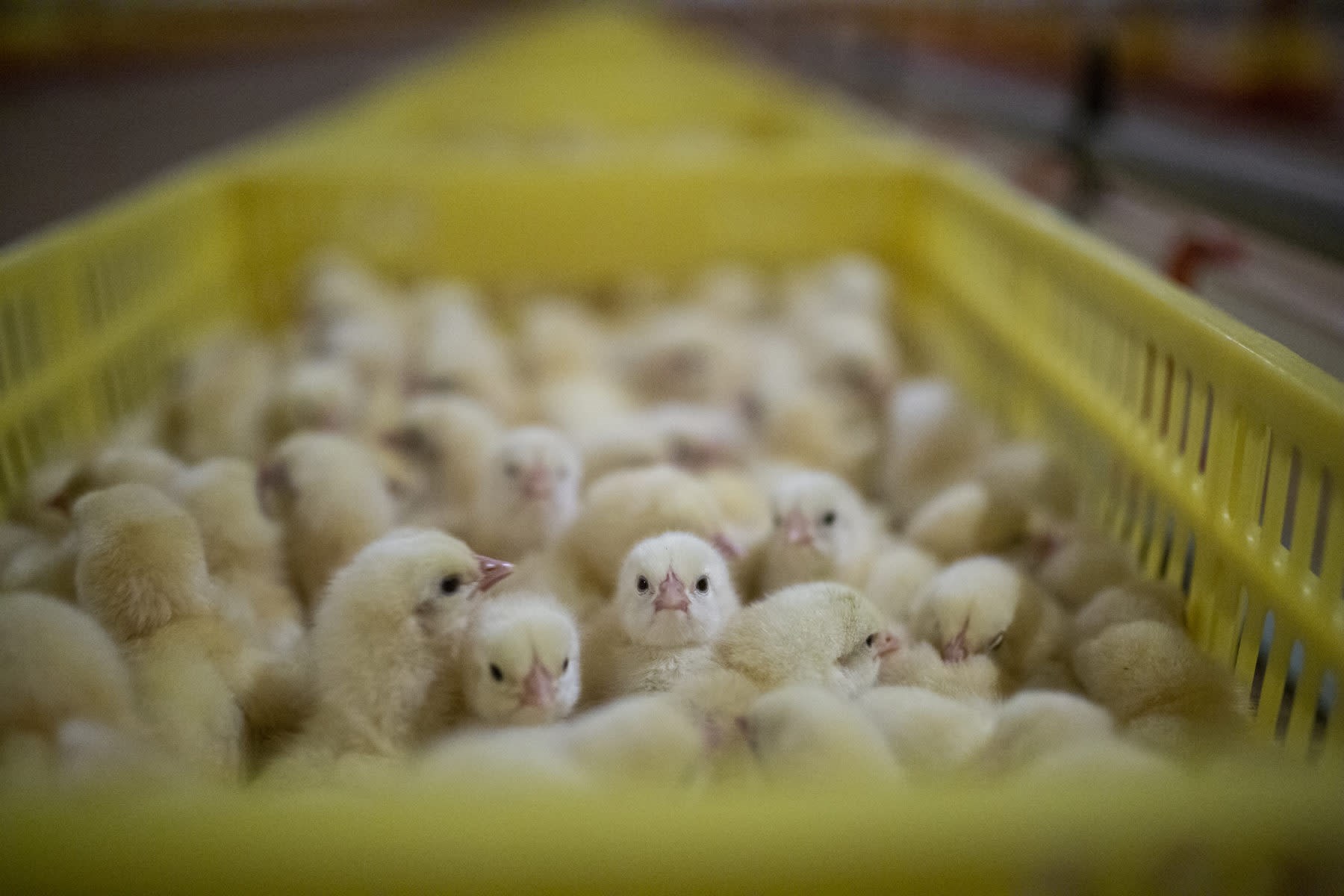 Genetiği değiştirilmiş tavuklar milyarlarca civcivi kurtarabilir