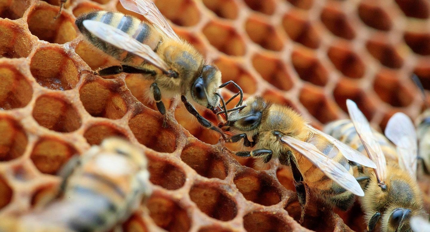Bal arıları için dünyanın ilk aşısı onaylandı