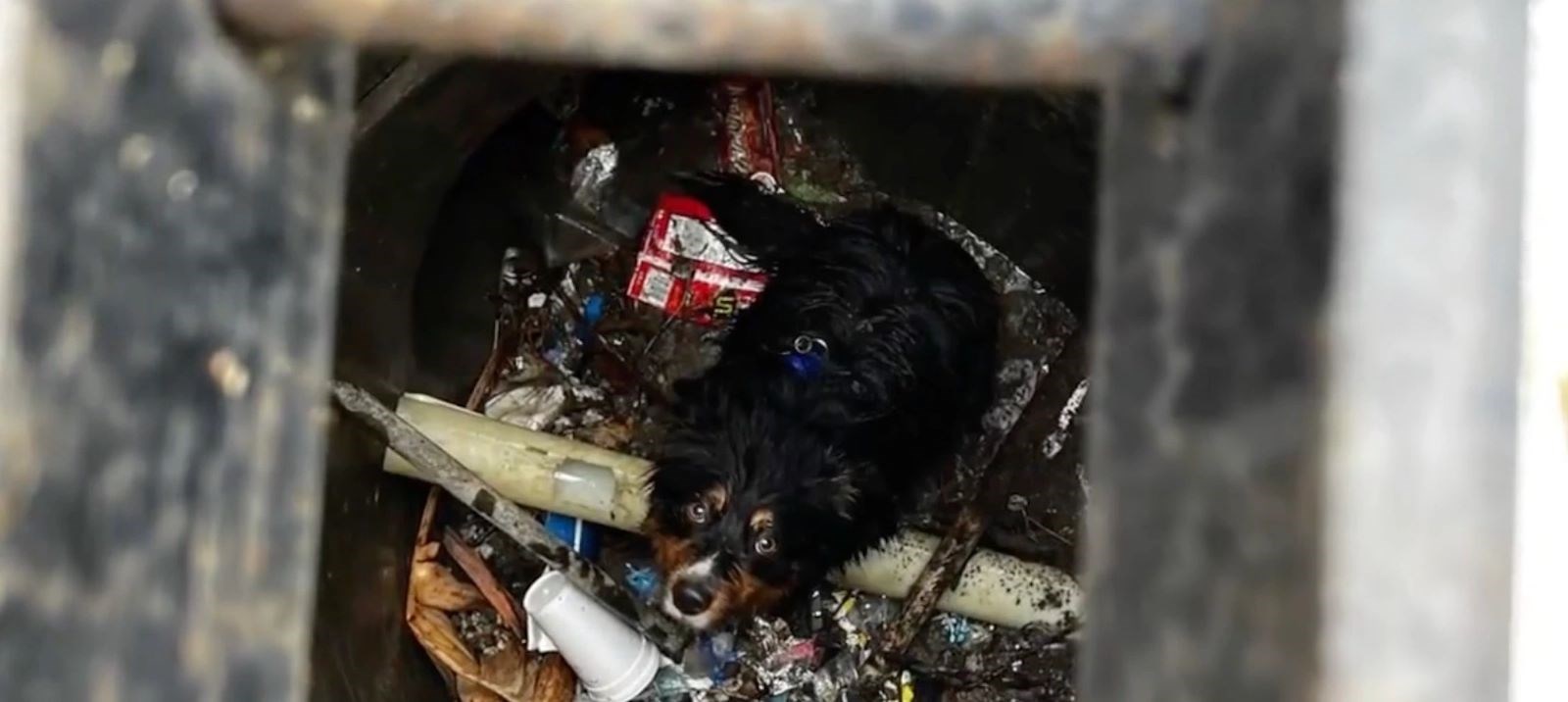 AirTag sayesinde Seamus isimli bir köpeğin hayatı kurtarıldı