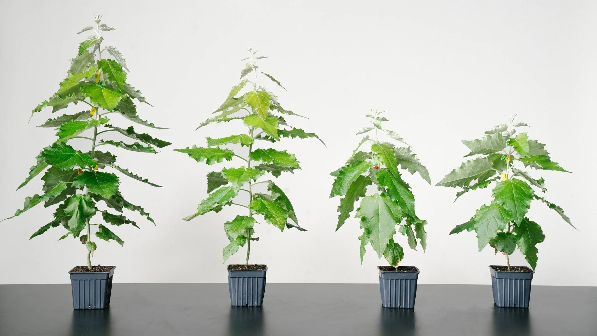 Daha hızlı büyüyen genetiği değiştirilmiş ağaçların ekimi başladı