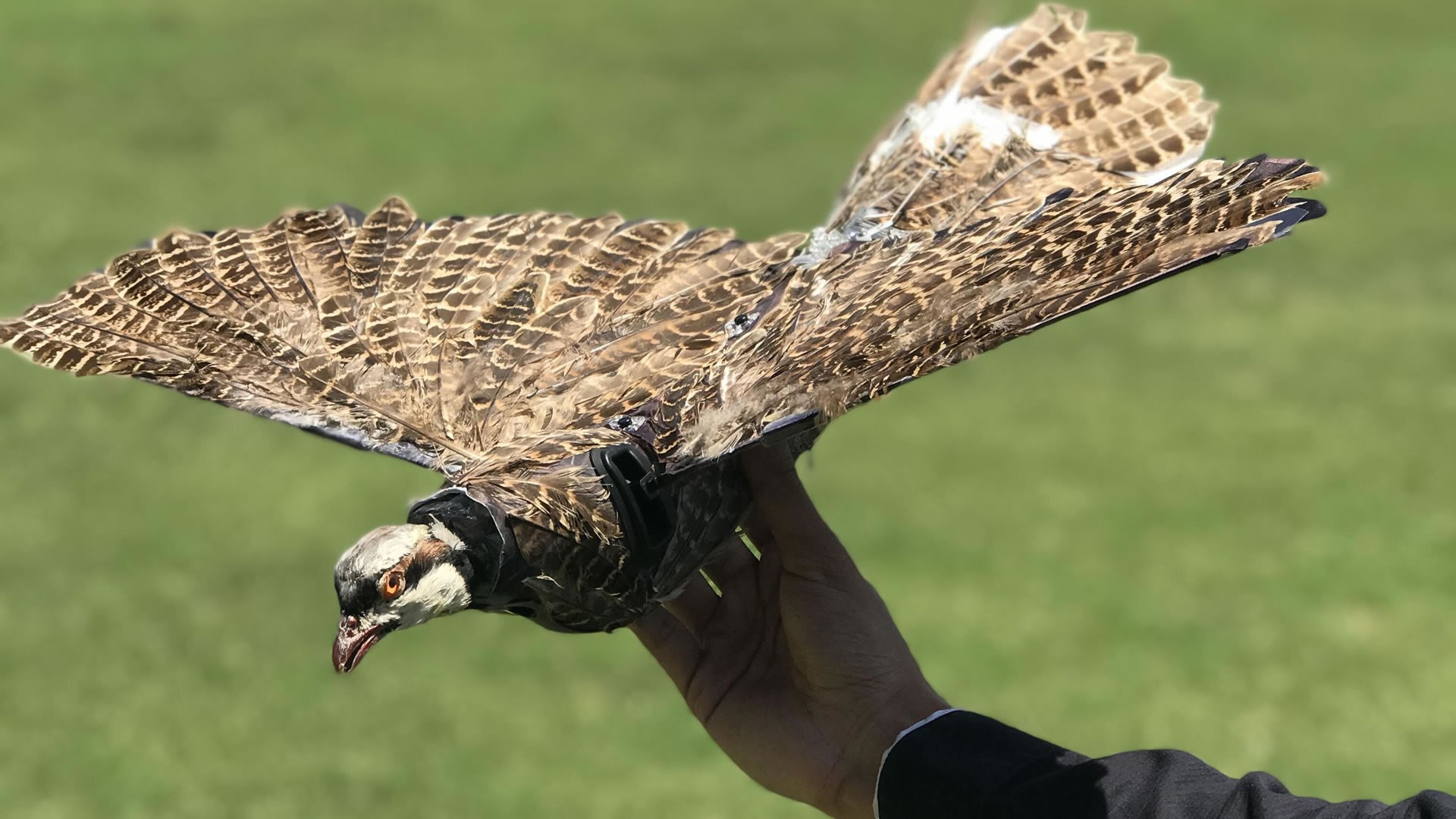 Gerçek kuş gibi görünen casus dronlar geliştirildi