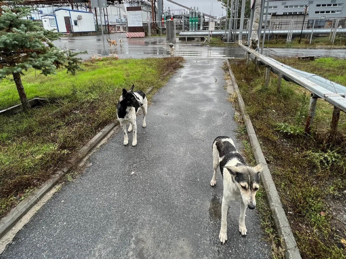 Çernobil’de yaşayan köpekler diğerlerinden çok farklı
