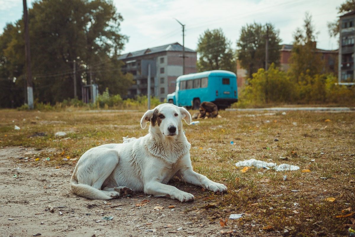 Çernobil’de yaşayan köpekler diğerlerinden çok farklı