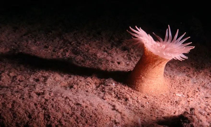 Pasifik Okyanusu'nda bilinmeyen 5 binden fazla canlı bulundu
