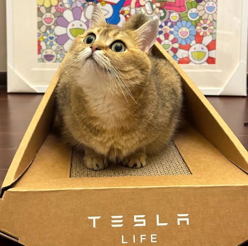 Tesla'dan tuhaf bir ürün daha: Cybertruck kedi yatağı