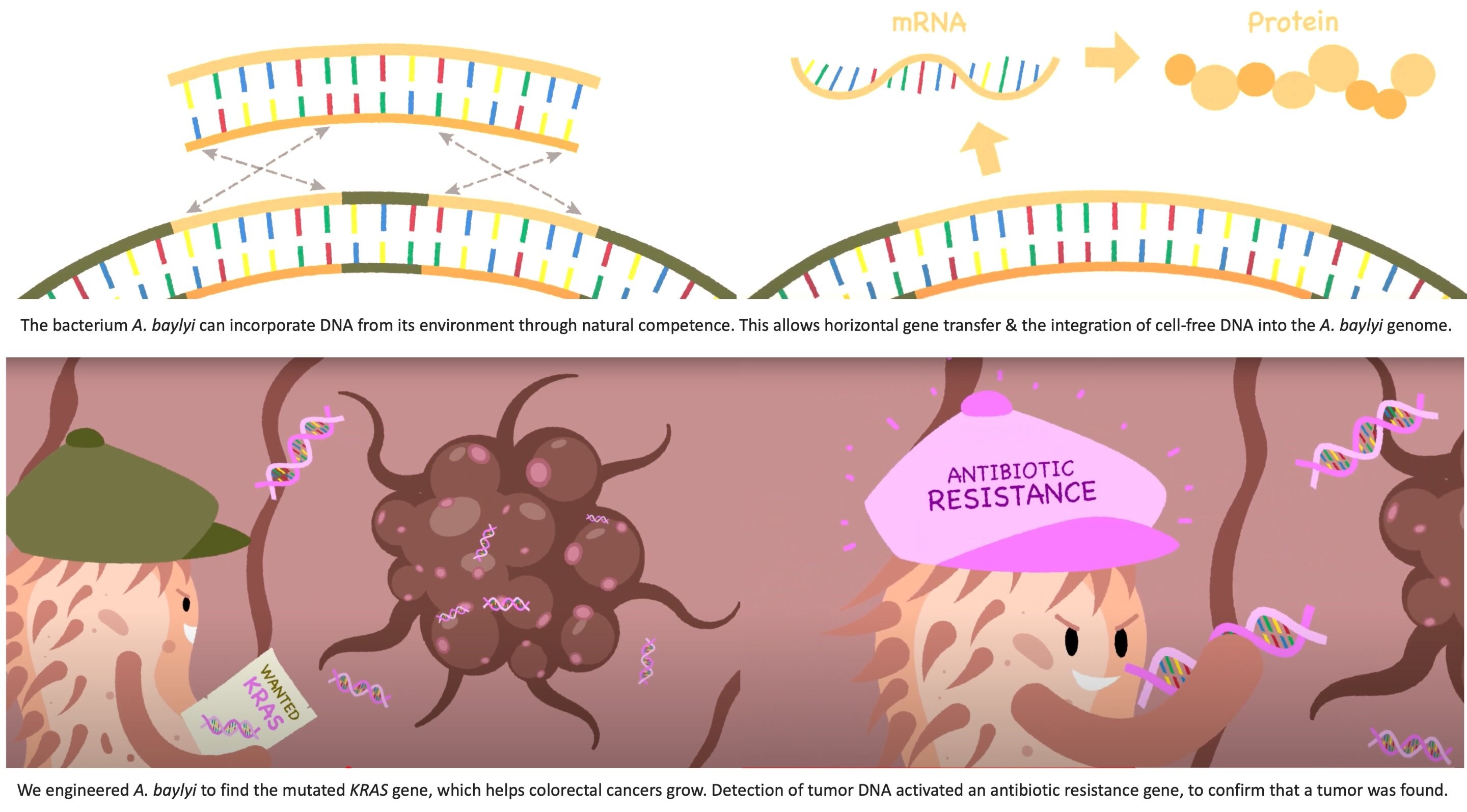 Kanser hücrelerini tespit etmek için bakteriler geliştirildi