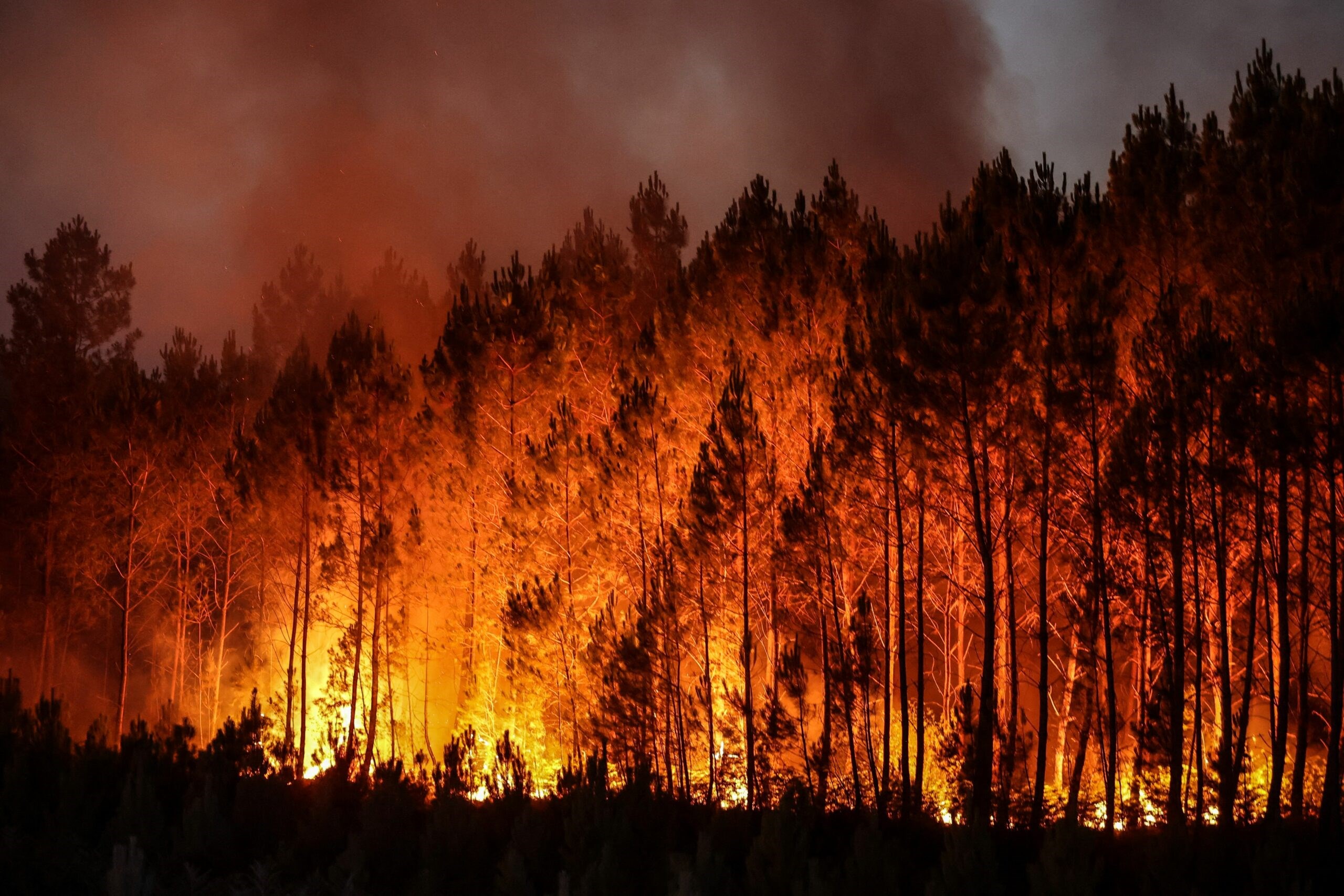Orman yangınları için yapay zeka kullanılmaya başlandı
