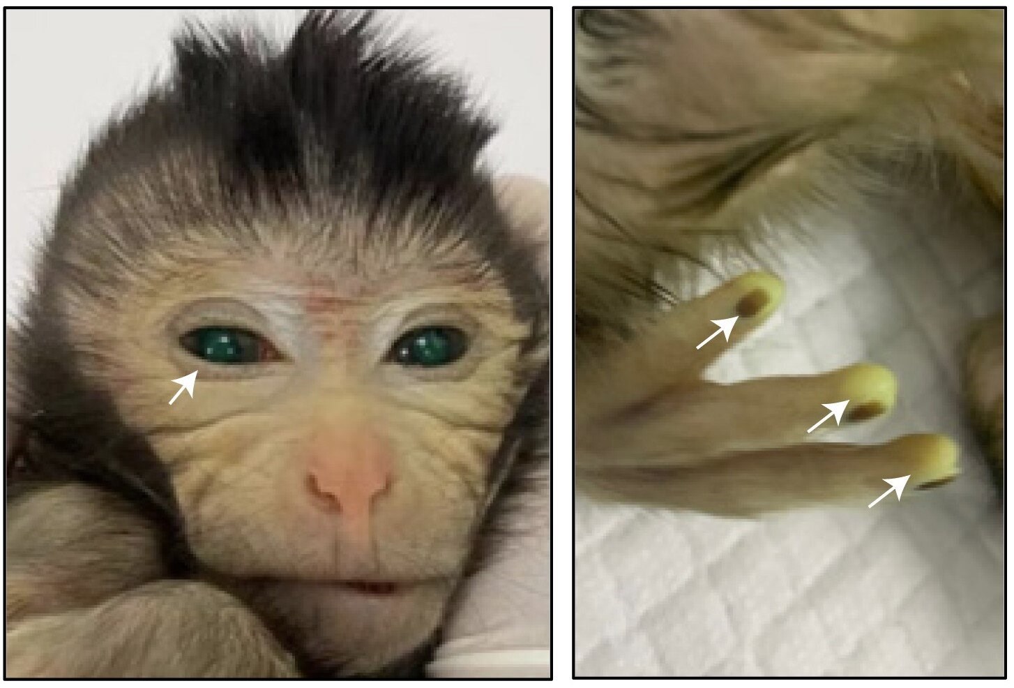 Genetik mühendislik sonucunda maymunun “floresan” parmakları oldu