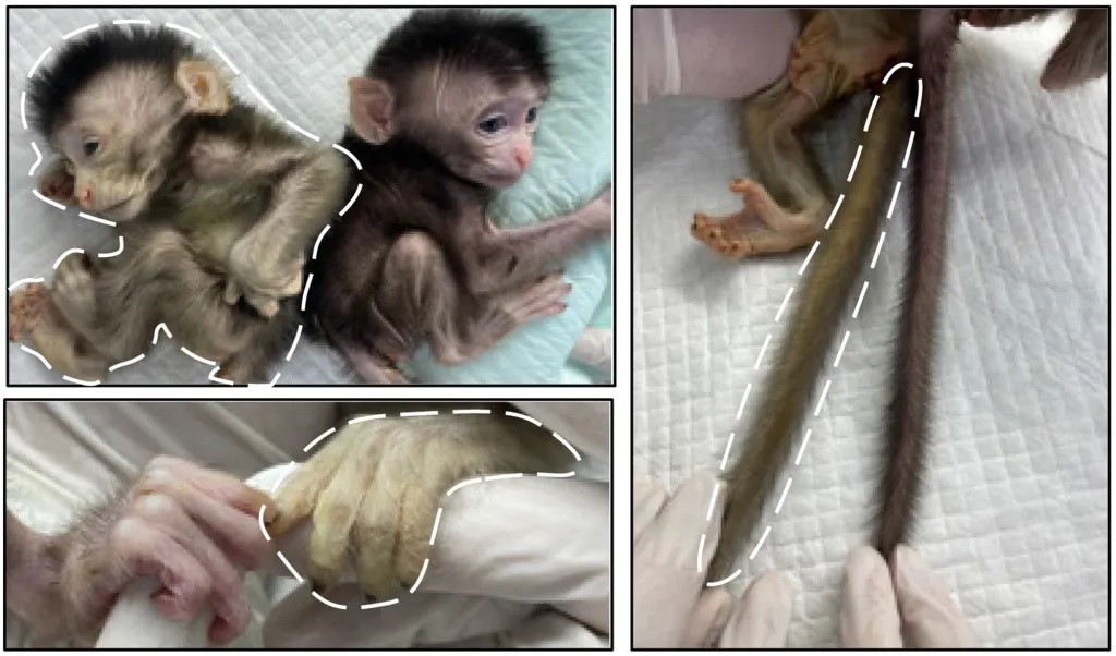 Genetik mühendislik sonucunda maymunun “floresan” parmakları oldu