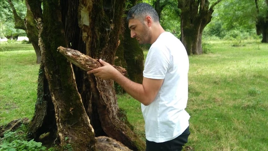 Ağaç zararlısı bir böcek Türkiye'de ilk kez görüldü