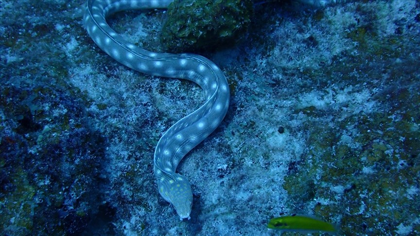 Elektrikli yılan balıkları, canlılarda gen aktarımına sebep olabi