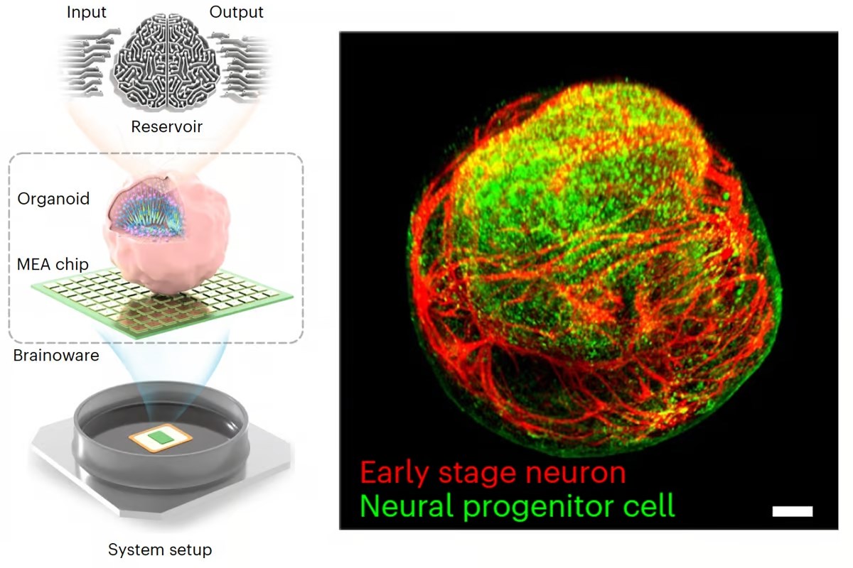 İnsan beyni dokusundan “biyobilgisayar” geliştirildi