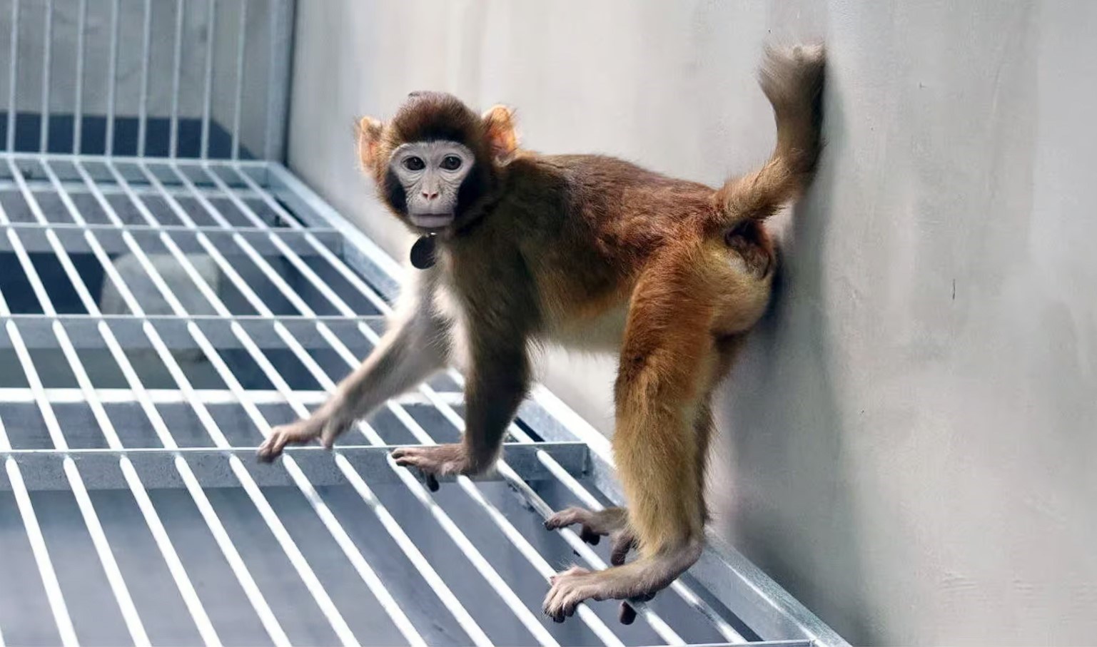 Klonlanmış maymun yaş gününde nadir bir dönüm noktasına ulaştı