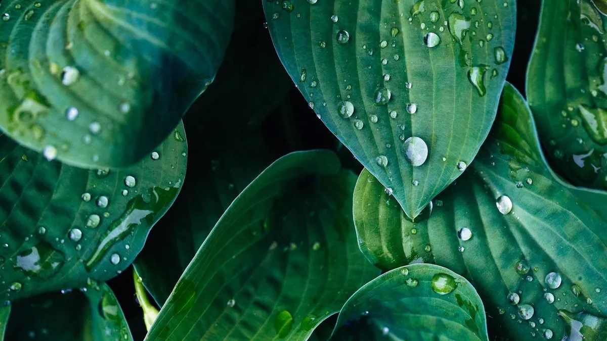 Yapay bitkiler rüzgar ve yağmuru elektriğe dönüştürebilir
