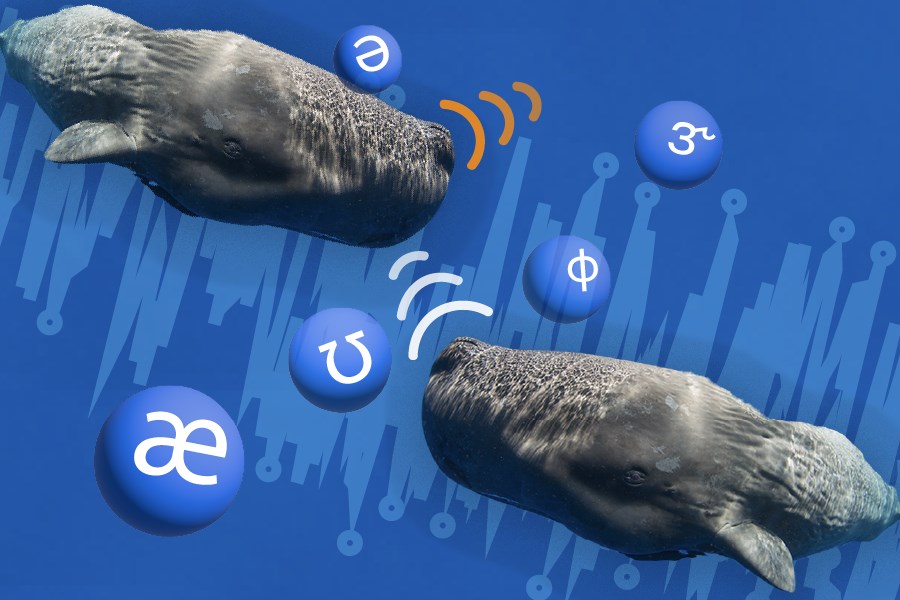 Makine öğrenimi ile ispermeçet balinalarının alfabesi keşfedildi