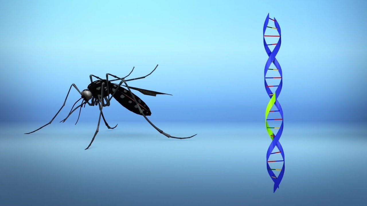CRISPR ile sivrisineklerde yapılan tek gen değişimi, sıtmanın yayılmasını durdurdu