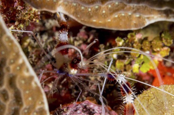 Su altında fotoğraf çekmek isteyen Canon EOS-M fotoğraf makinesi sahiplerine özel, Nauticam NA-EOSM
