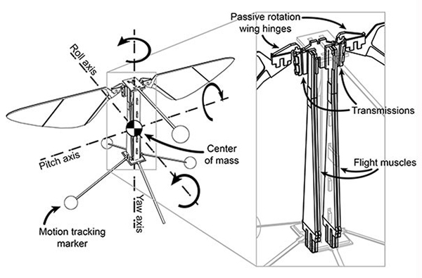 Harvard Üniversitesi araştırmacılarından uçabilen robot arı, RoboBee