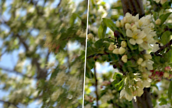 Piccure isimli eklenti ile netlik sorunu bulunan fotoğrafları düzeltin