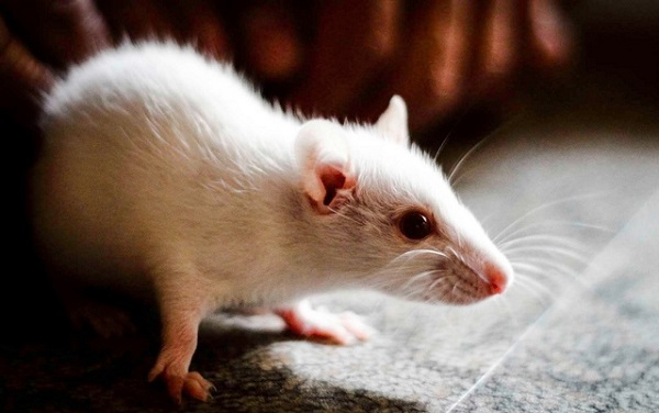 Bilim adamları farelerin hafızalarını yanıltmayı başardı