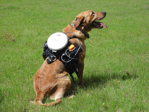 Bilim adamlarından köpeklerin kablosuz olarak kontrol edilmesine imkan sağlayan sistem